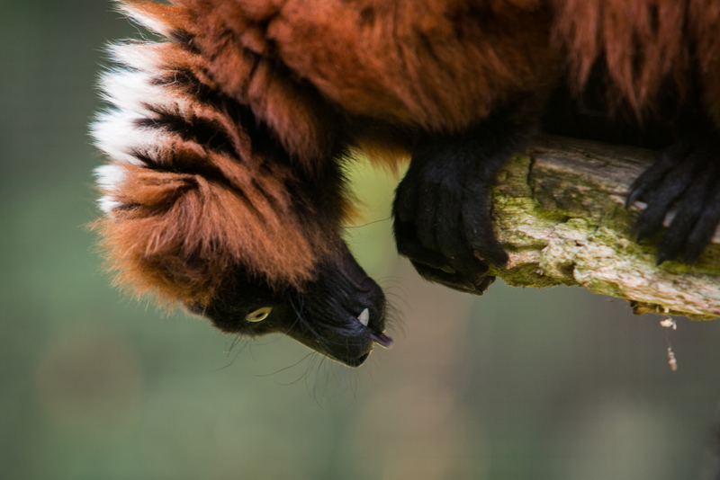 Illustration for article titled This Lemur is Our New Mascot for Post-Thanksgiving Naptime